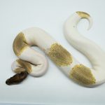 5174 1.0 PIEBALD ENCHI MOJAVE