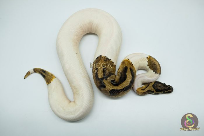 5177-3-1.jpg 5177 0.1 PIEBALD HET ALBINO (Proven breeder) - Image 3