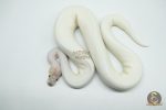 5181 0.1 PIEBALD IVORY