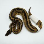 5184 0.1 PIEBALD LOW WHITE