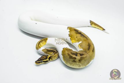 5185 0.1 PIEBALD PASTEL