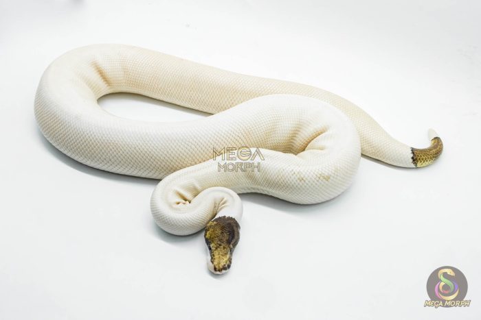 5188 1.0 PIEBALD PINTO - Image 2