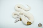 5189 1.0 PIEBALD PINTO WHITE HEAD