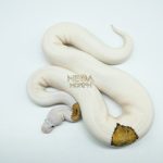 5189 1.0 PIEBALD PINTO WHITE HEAD