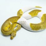 5193 1.0 CLOWN PIEBALD