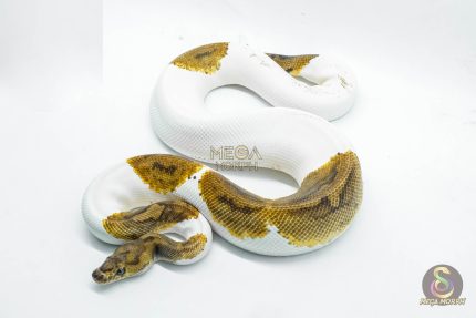 5194 1.0 CLOWN PIEBALD