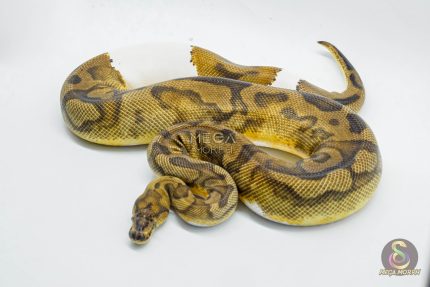 5195 0.1 CLOWN PIEBALD