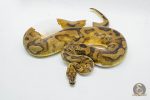 5195 0.1 CLOWN PIEBALD - Image 2