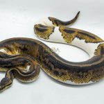 5211 0.1 YELLOW BELLY PIEBALD