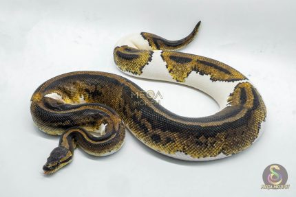 5211 0.1 YELLOW BELLY PIEBALD