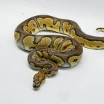 5214 1.0 BLACKHEAD CLOWN