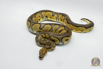 5214 1.0 BLACKHEAD CLOWN