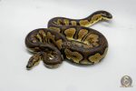 5215 1.0 BLACKHEAD CLOWN
