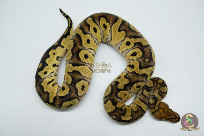 5226 0.1 CLOWN HET ALBINO - Image 2