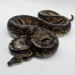 5228 1.0 GHI BLACKHEAD HET LAVENDER