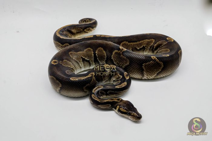 5228 1.0 GHI BLACKHEAD HET LAVENDER - Image 2