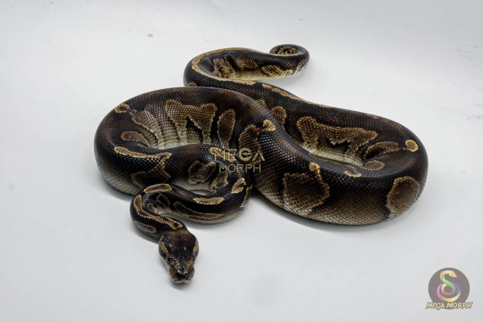5228 1.0 GHI BLACKHEAD HET LAVENDER - Image 3