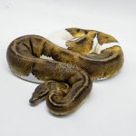 5230 1.0 MAHOGANY PIEBALD