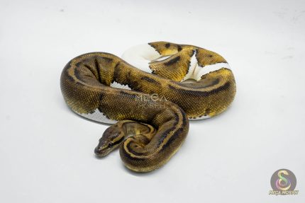 5230 1.0 MAHOGANY PIEBALD