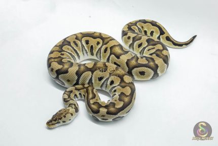 5234 0.1 PASTEL CRYPTON
