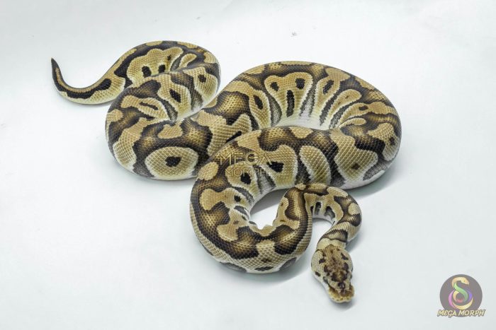 5234-2-1.jpg 5234 0.1 PASTEL CRYPTON - Image 2
