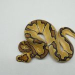 5238 0.1 ENCHI CLOWN