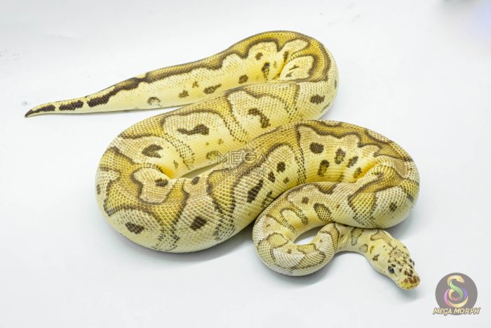 5245 0.1 FIREFLY CLOWN - Image 2