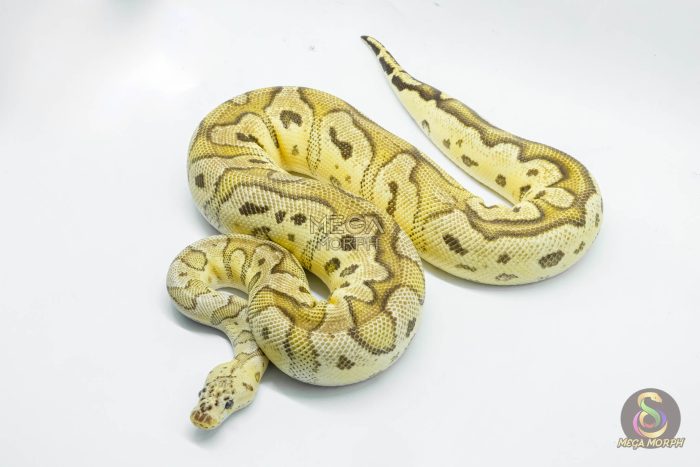 5245 0.1 FIREFLY CLOWN - Image 3