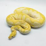 5246 1.0 BANANA MOJAVE CLOWN