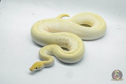 5251 0.1 FIRE BUTTER YELLOW BELLY PINSTRIPE HET CLOWN