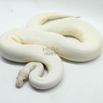 5252 1.0 IVORY PIEBALD