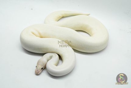 5252 1.0 IVORY PIEBALD