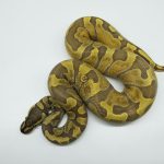 5254 1.0 HYPO GHI ENCHI