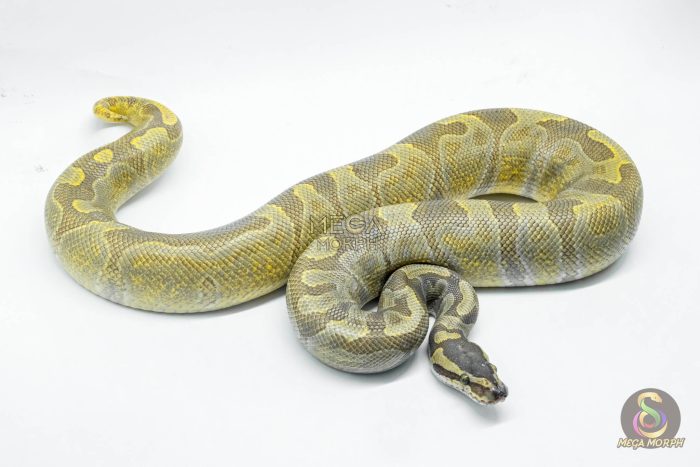 5254 1.0 HYPO GHI ENCHI - Image 2