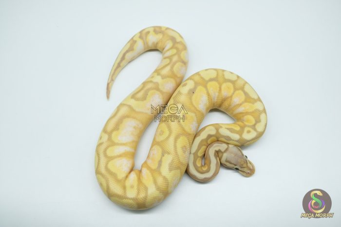 5256 0.1 BANANA CALICO YELLOW BELLY PASTEL - Image 2