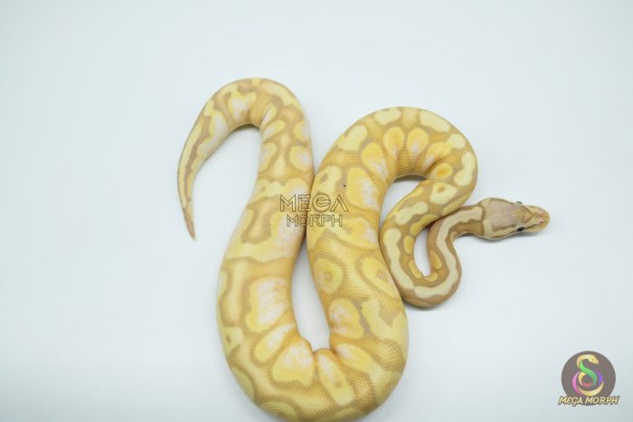 5256 0.1 BANANA CALICO YELLOW BELLY PASTEL - Image 3