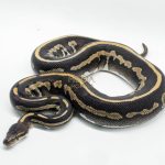 5258 0.1 LEOPARD MOJAVE CHOCOLATE