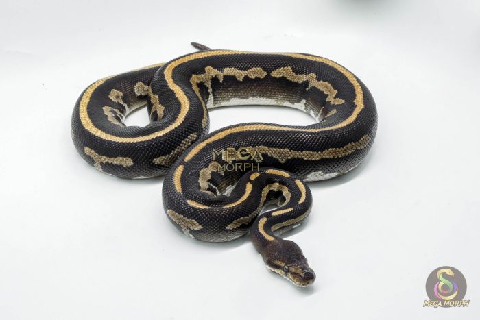 5258 0.1 LEOPARD MOJAVE CHOCOLATE - Image 3