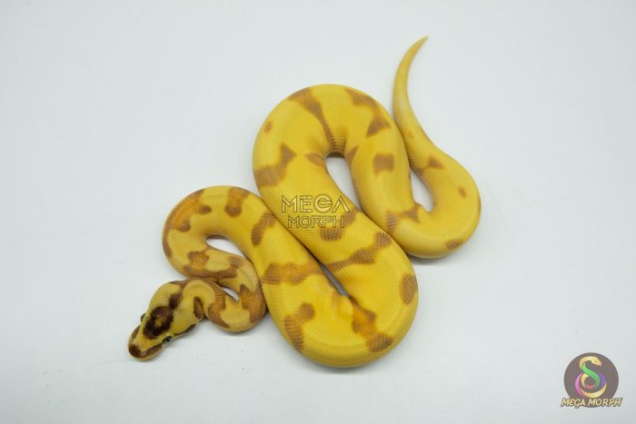 5262-1-1.jpg 5262 0.1 SUPER ORANGE DREAM SUPER ENCHI YELLOW BELLY FIRE - Image 1