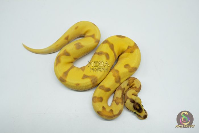 5262-2-1.jpg 5262 0.1 SUPER ORANGE DREAM SUPER ENCHI YELLOW BELLY FIRE - Image 2