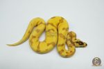 5262 0.1 SUPER ORANGE DREAM SUPER ENCHI YELLOW BELLY FIRE - Image 3