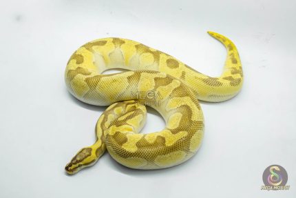 5268 0.1 ENCHI PASTEL BUTTER YELLOW BELLY HET CLOWN