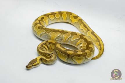 5269 0.1 ENCHI BUTTER YELLOW BELLY HET CLOWN