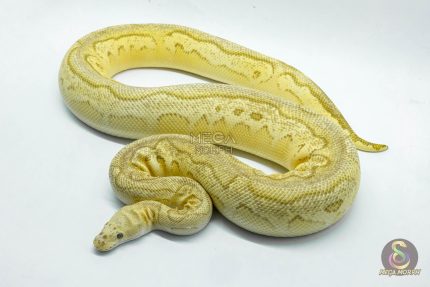 5271 0.1 YELLOW BELLY BUTTER PASTEL CLOWN