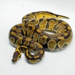 5275 0.1 ENCHI ASPHALT