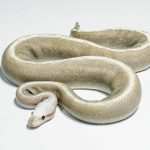 5279 0.1 VANILLA CREAM SUPER GHI