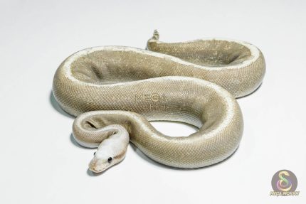 5279 0.1 VANILLA CREAM SUPER GHI