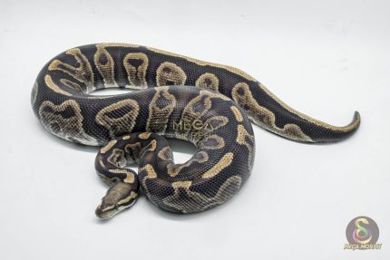 5280 0.1 GHI LEOPARD VANILLA OR FIRE