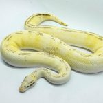 5288 0.1 PASTEL GHI FREEWAY