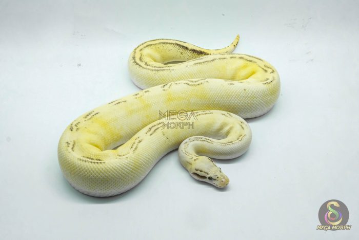 5288 0.1 PASTEL GHI FREEWAY - Image 3